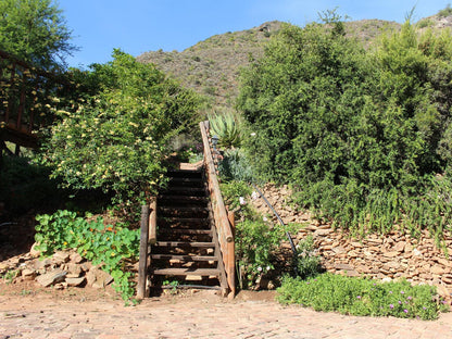 Stonebreaker Country Lodge Oudtshoorn Western Cape South Africa Cactus, Plant, Nature