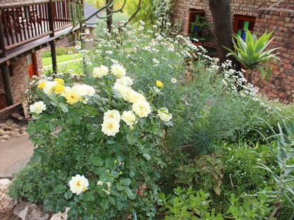 Stonebreaker Country Lodge Oudtshoorn Western Cape South Africa Flower, Plant, Nature, Rose, Garden