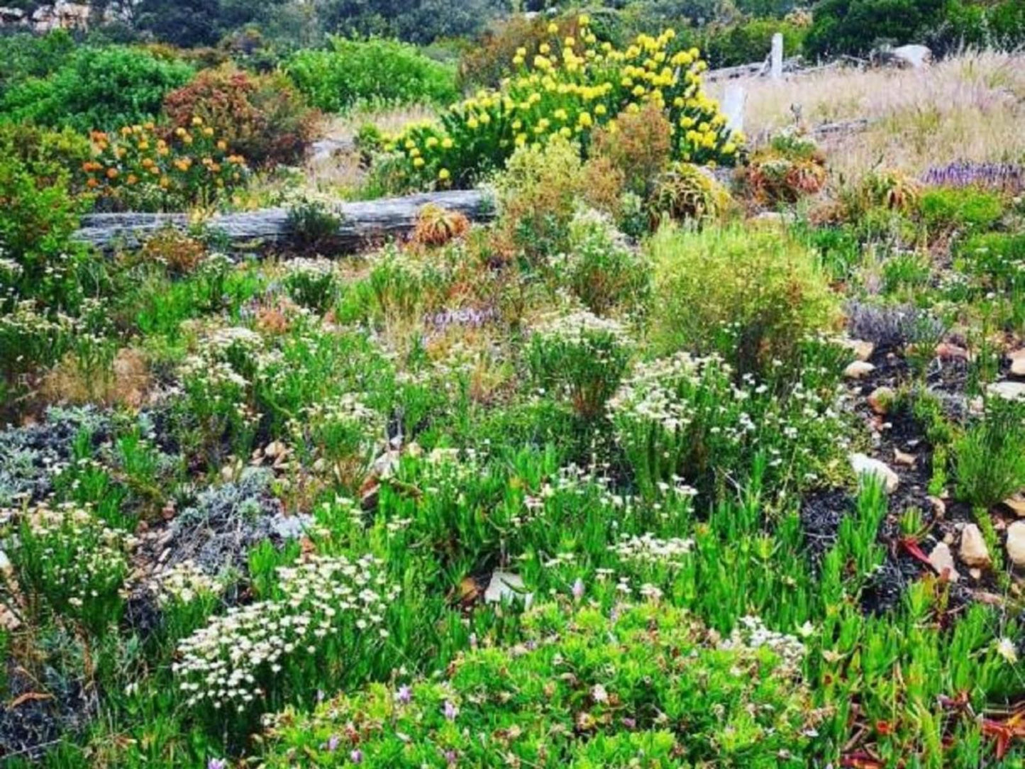 Stonebrook Simons Town Cape Town Western Cape South Africa Plant, Nature, Garden