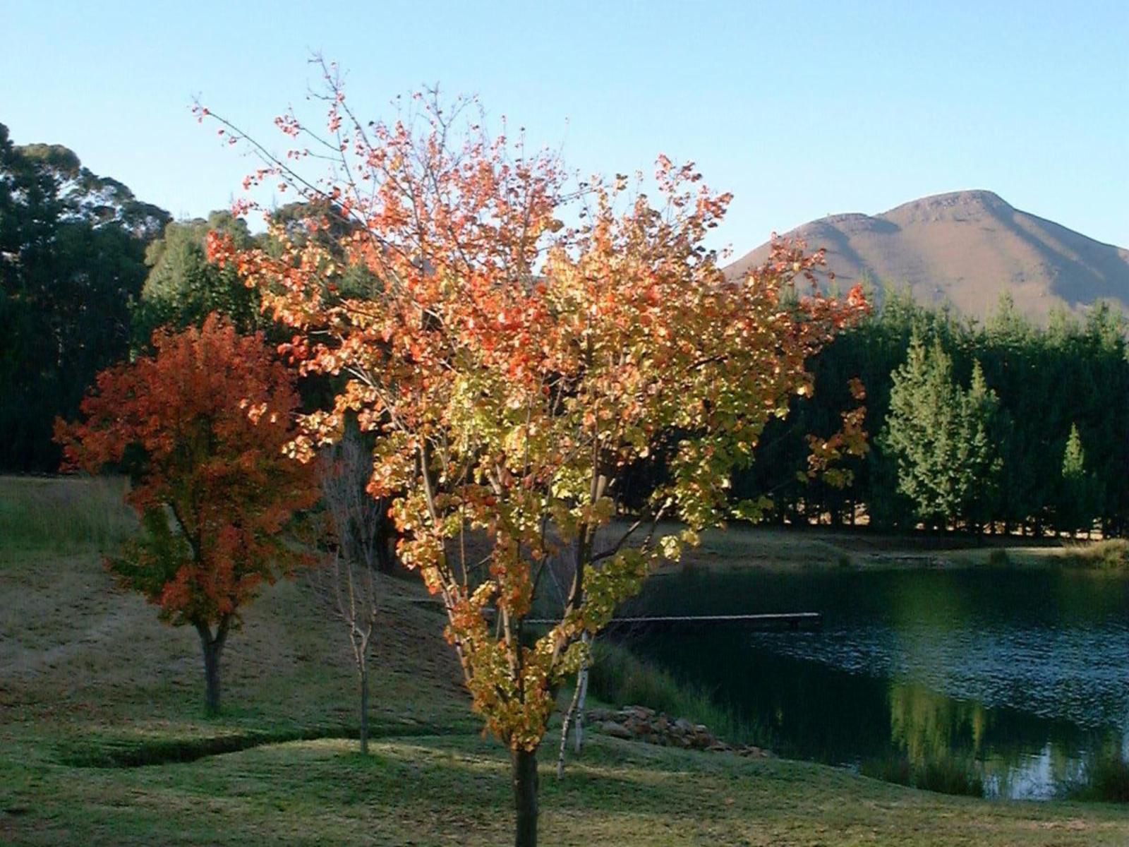 Stonecutters Lodge Dullstroom Mpumalanga South Africa Complementary Colors, Tree, Plant, Nature, Wood, Autumn