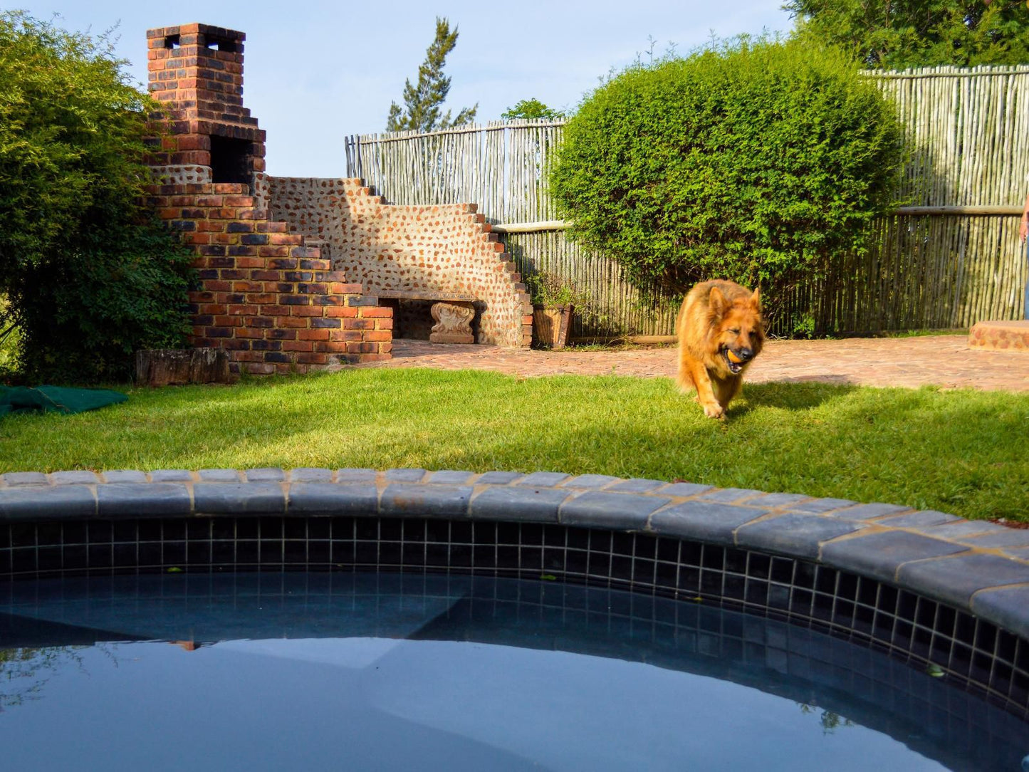 Stone Hill Magaliesburg Gauteng South Africa Complementary Colors, Dog, Mammal, Animal, Pet, Garden, Nature, Plant, Swimming Pool