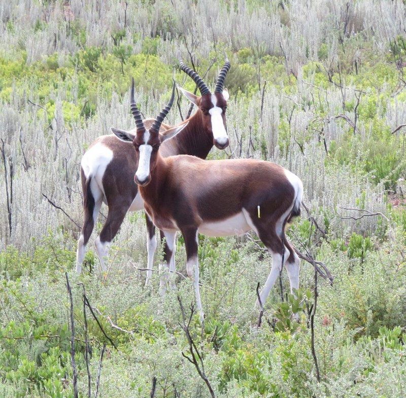 Stonehouse Lodge Stilbaai Western Cape South Africa Moose, Mammal, Animal, Herbivore