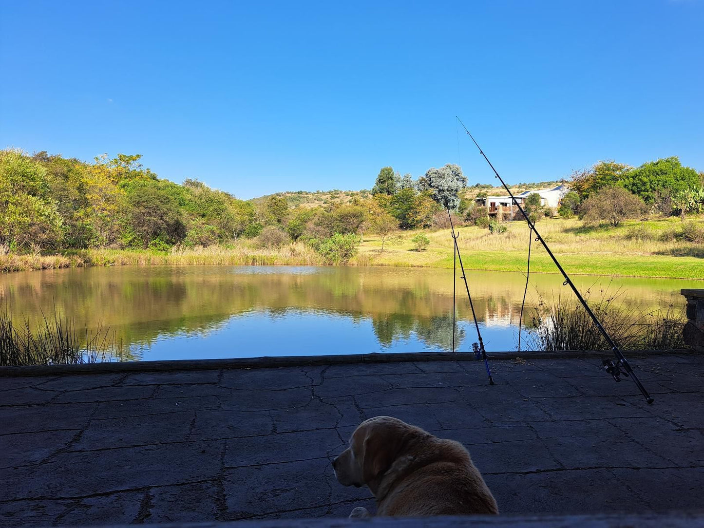 Stone Meadows Country Estate Magaliesburg Gauteng South Africa Complementary Colors, Colorful, Dog, Mammal, Animal, Pet, Lake, Nature, Waters