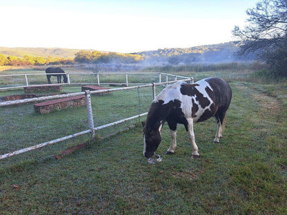 Stone Meadows Country Estate Magaliesburg Gauteng South Africa Cow, Mammal, Animal, Agriculture, Farm Animal, Herbivore, Barn, Building, Architecture, Wood