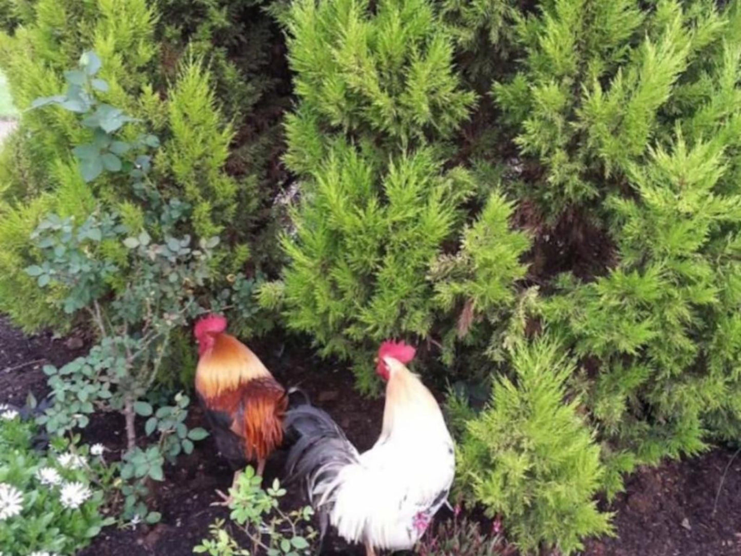 Stoneybrooke Farm Tierpoort Pretoria Tshwane Gauteng South Africa Chicken, Bird, Animal, Agriculture, Farm Animal