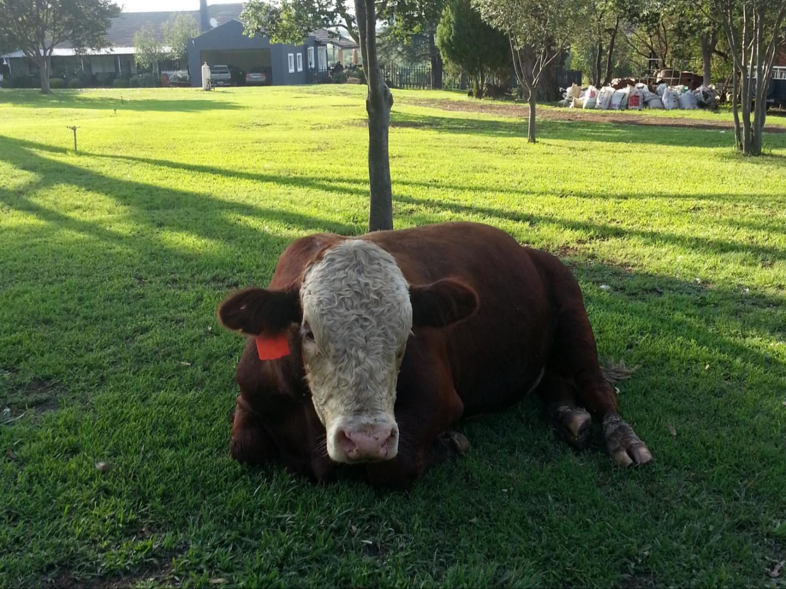 Stoneybrooke Farm Tierpoort Pretoria Tshwane Gauteng South Africa Cow, Mammal, Animal, Agriculture, Farm Animal, Herbivore, Water Buffalo