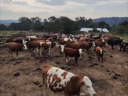 Stoneybrooke Farm Tierpoort Pretoria Tshwane Gauteng South Africa Cow, Mammal, Animal, Agriculture, Farm Animal, Herbivore