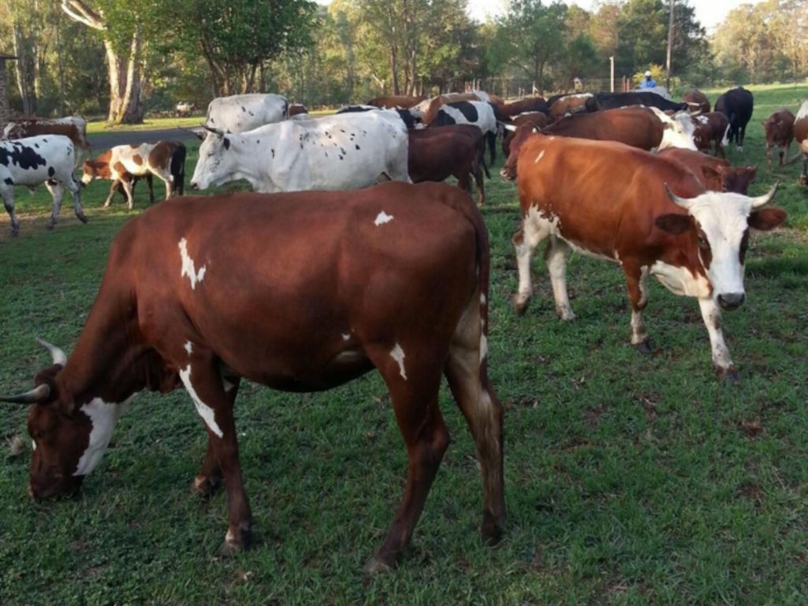 Stoneybrooke Farm Tierpoort Pretoria Tshwane Gauteng South Africa Cow, Mammal, Animal, Agriculture, Farm Animal, Herbivore