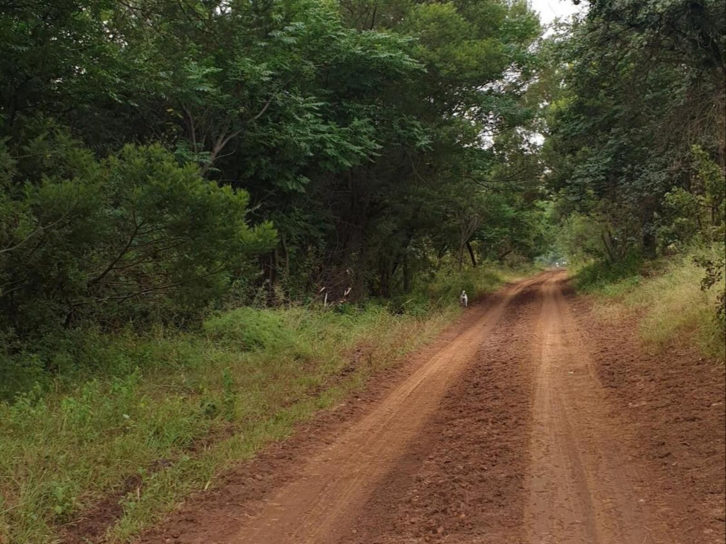 Stoneybrooke Farm Tierpoort Pretoria Tshwane Gauteng South Africa Forest, Nature, Plant, Tree, Wood, Street