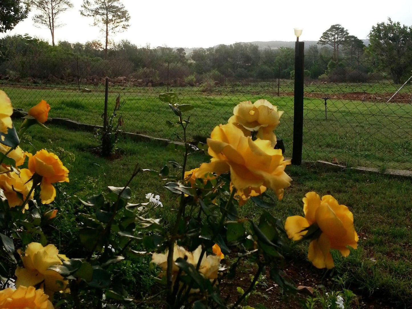 Stoneybrooke Farm Tierpoort Pretoria Tshwane Gauteng South Africa Flower, Plant, Nature, Rose