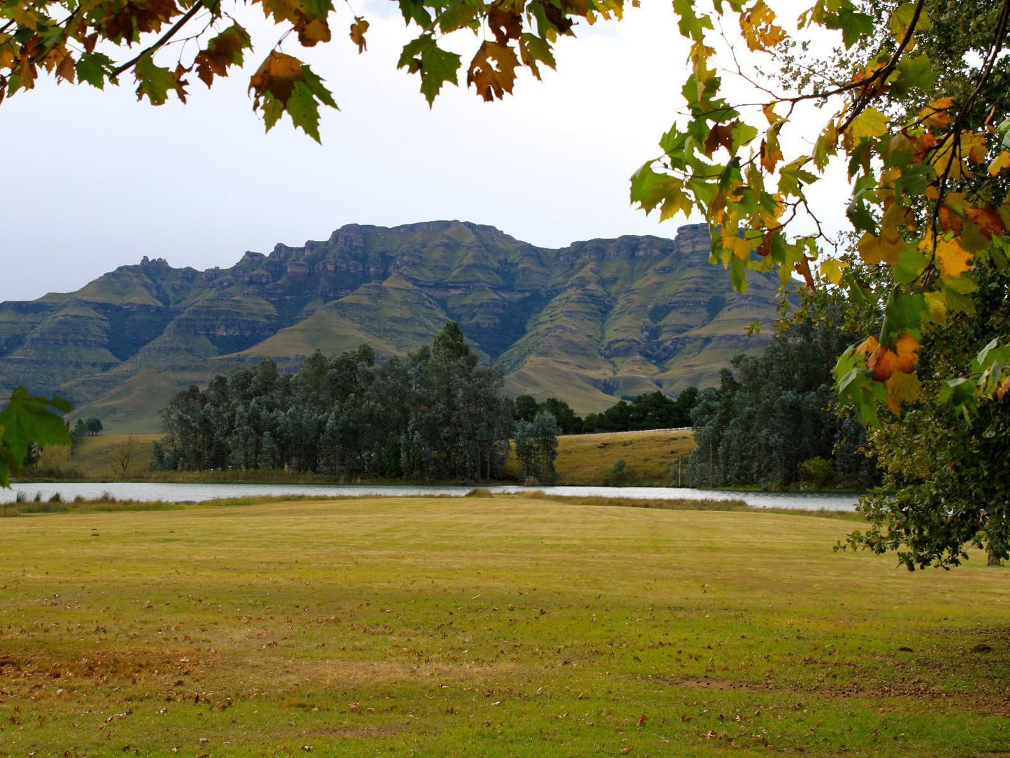 Stoneyhall Farm Accommodation Underberg Kwazulu Natal South Africa Tree, Plant, Nature, Wood, Highland