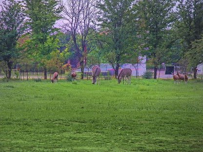 Stornoway Lodge Lanseria Johannesburg Gauteng South Africa Horse, Mammal, Animal, Herbivore