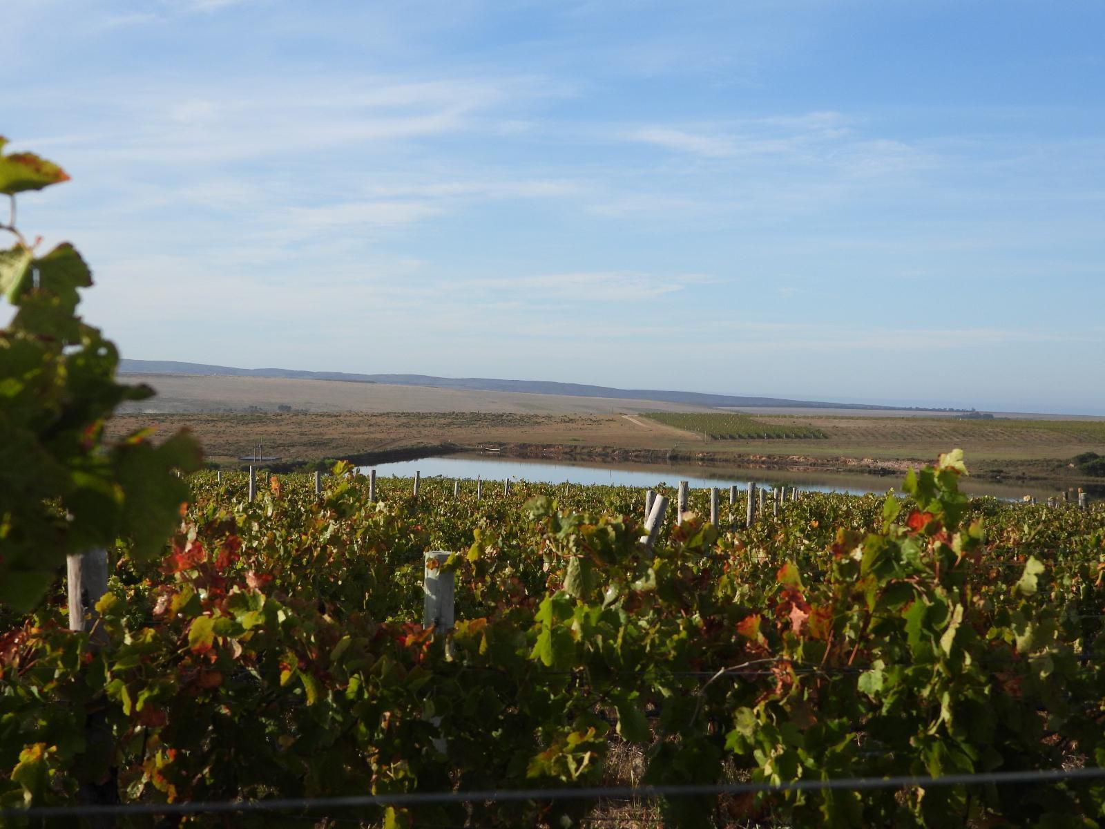 Strandveld Vineyards, Field, Nature, Agriculture, Food