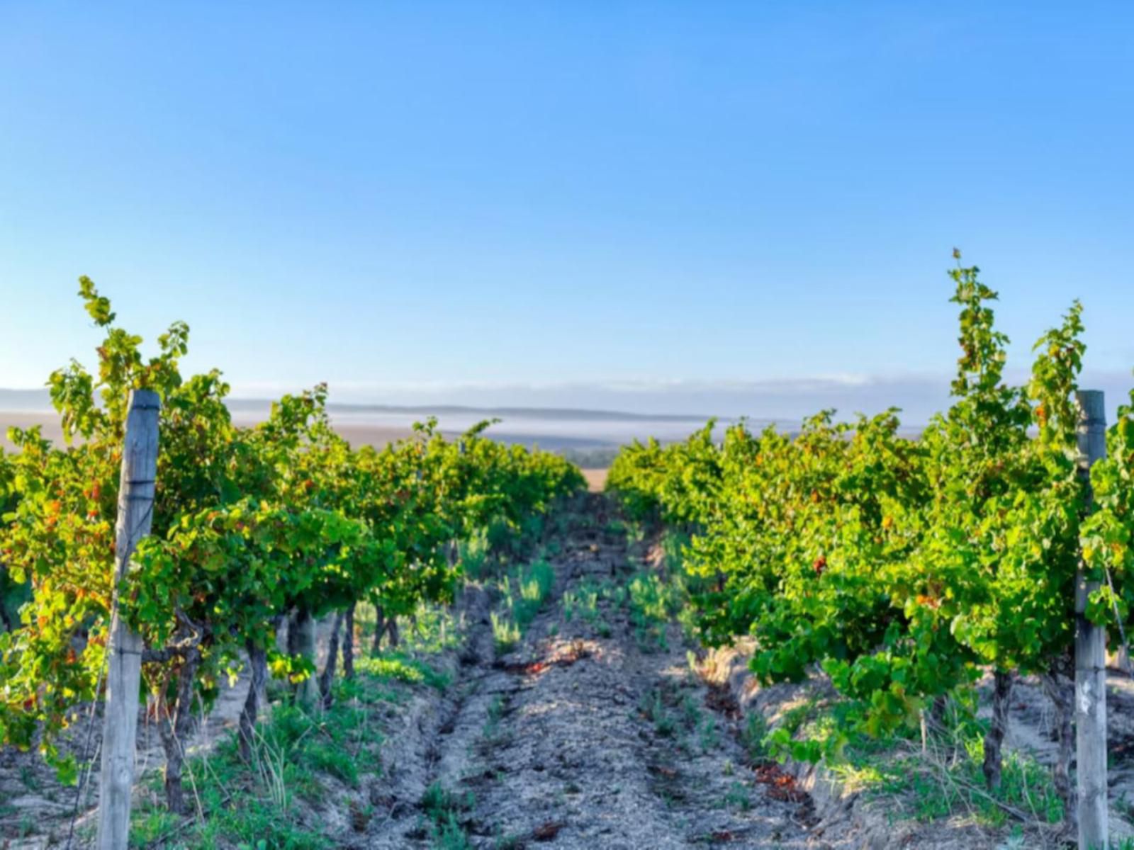 Strandveld Vineyards, Colorful, Field, Nature, Agriculture, Wine, Drink, Food