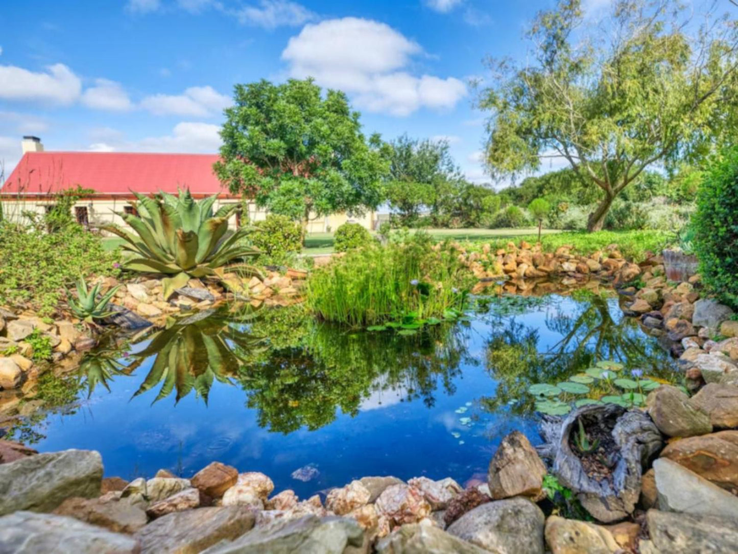 Strandveld Vineyards, Plant, Nature, Garden