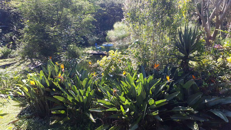 Strelitzia Gardens Kloof Durban Kwazulu Natal South Africa Plant, Nature, Garden