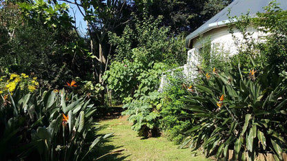 Strelitzia Gardens Kloof Durban Kwazulu Natal South Africa Plant, Nature, Garden