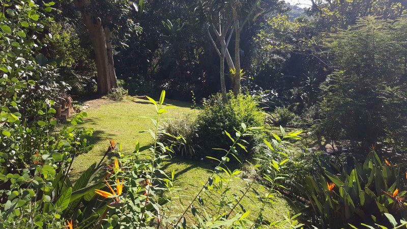 Strelitzia Gardens Kloof Durban Kwazulu Natal South Africa Plant, Nature, Tree, Wood, Garden