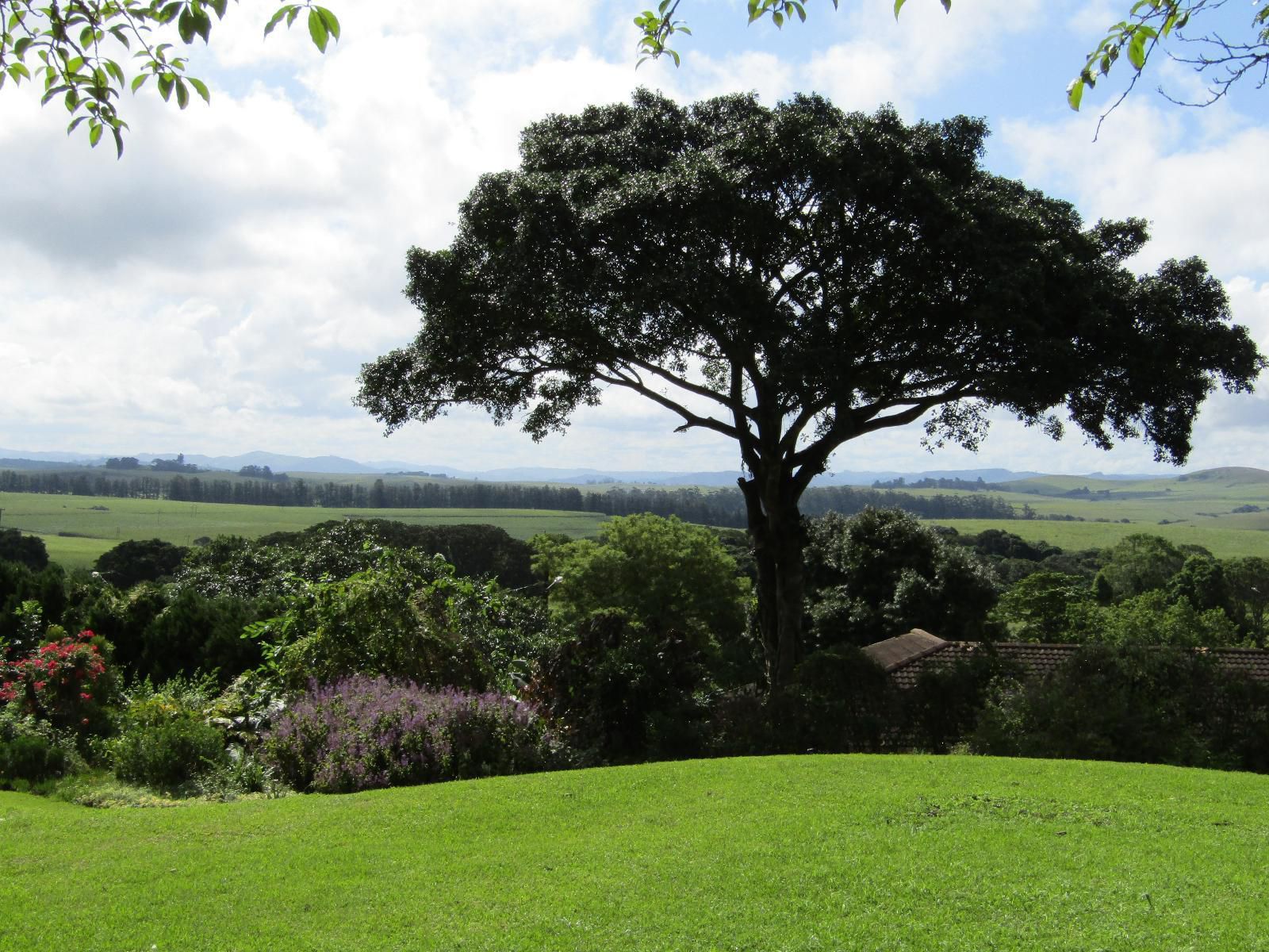Sugar Hill Manor Eshowe Kwazulu Natal South Africa Plant, Nature, Tree, Wood