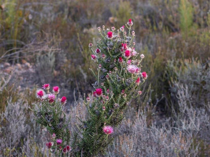 Suidster Montagu Western Cape South Africa Unsaturated, Cactus, Plant, Nature