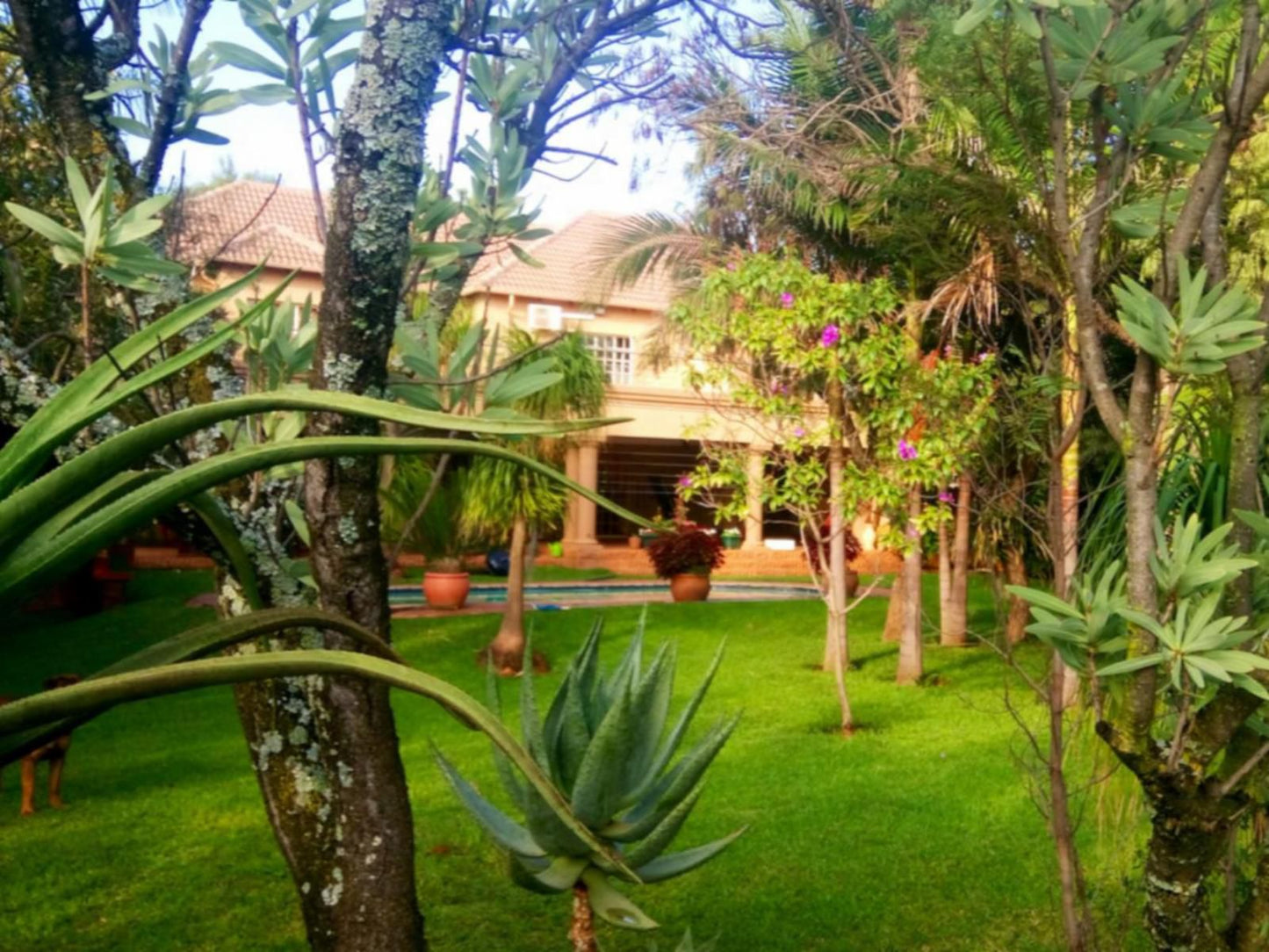 Suikerbosrant Sleep And Go, Palm Tree, Plant, Nature, Wood, Garden