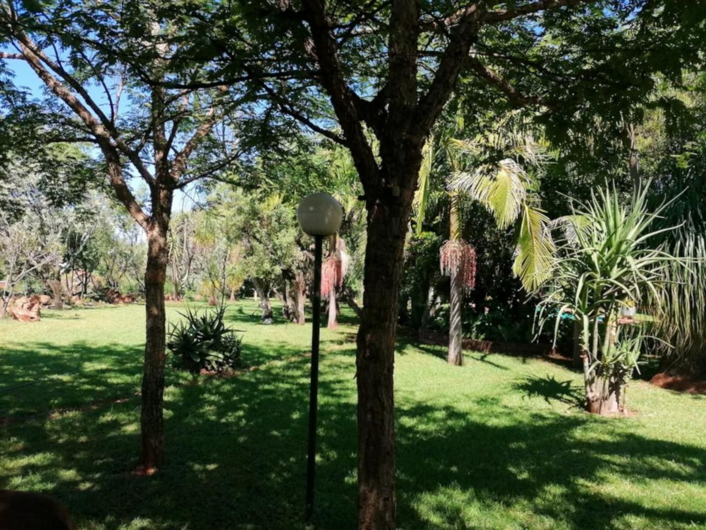 Suikerbosrant Sleep And Go, Palm Tree, Plant, Nature, Wood, Garden