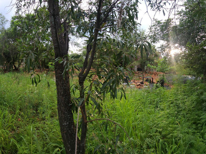 Suikerbosrant Sleep And Go, Forest, Nature, Plant, Tree, Wood, Palm Tree