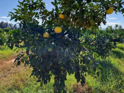 Suma'S Rest, Tree, Plant, Nature, Wood, Food, Fruit