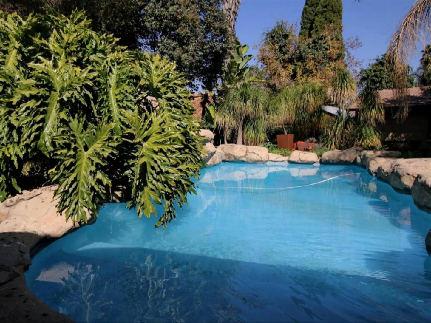 Summer Garden Guest House The Palms Farrarmere Johannesburg Gauteng South Africa Complementary Colors, Palm Tree, Plant, Nature, Wood, Garden, Swimming Pool