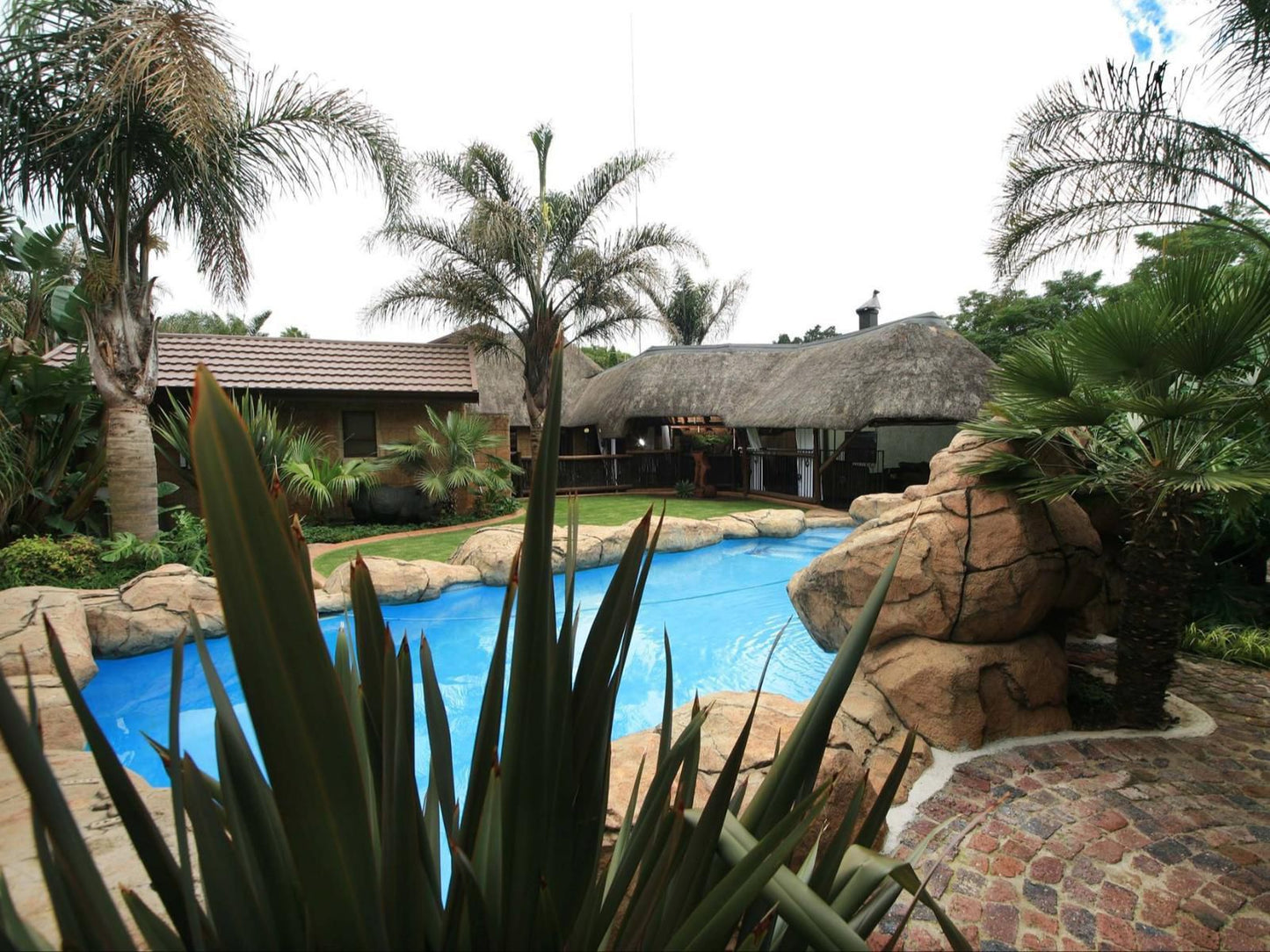 Summer Garden Guest House The Palms Farrarmere Johannesburg Gauteng South Africa Palm Tree, Plant, Nature, Wood, Swimming Pool