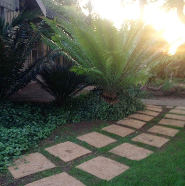 Summer Grace Guest Cottage Birchleigh Ah Johannesburg Gauteng South Africa Palm Tree, Plant, Nature, Wood, Garden