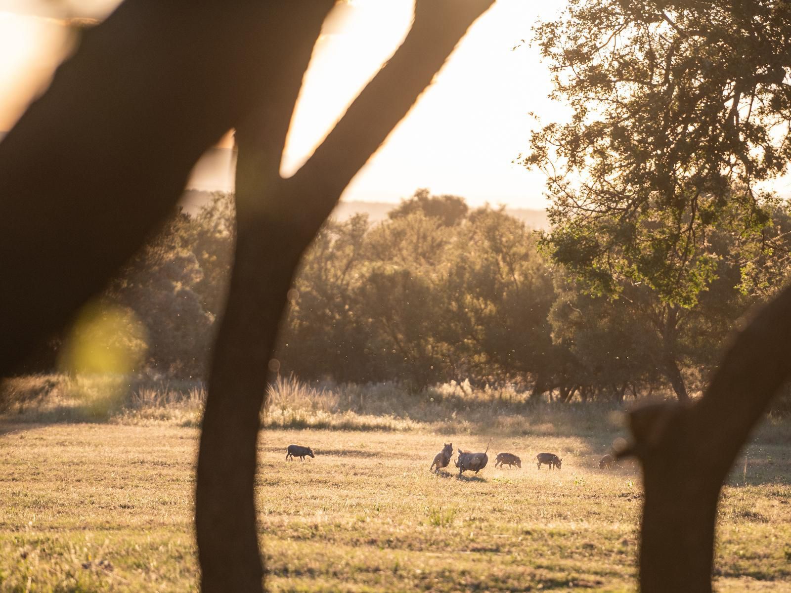 Summerplace Game Reserve, Sepia Tones, Field, Nature, Agriculture, Lowland