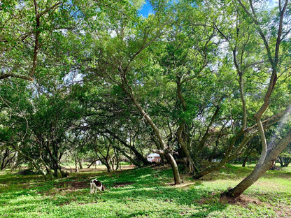 Summerplace Game Reserve, Campsite 4, Forest, Nature, Plant, Tree, Wood