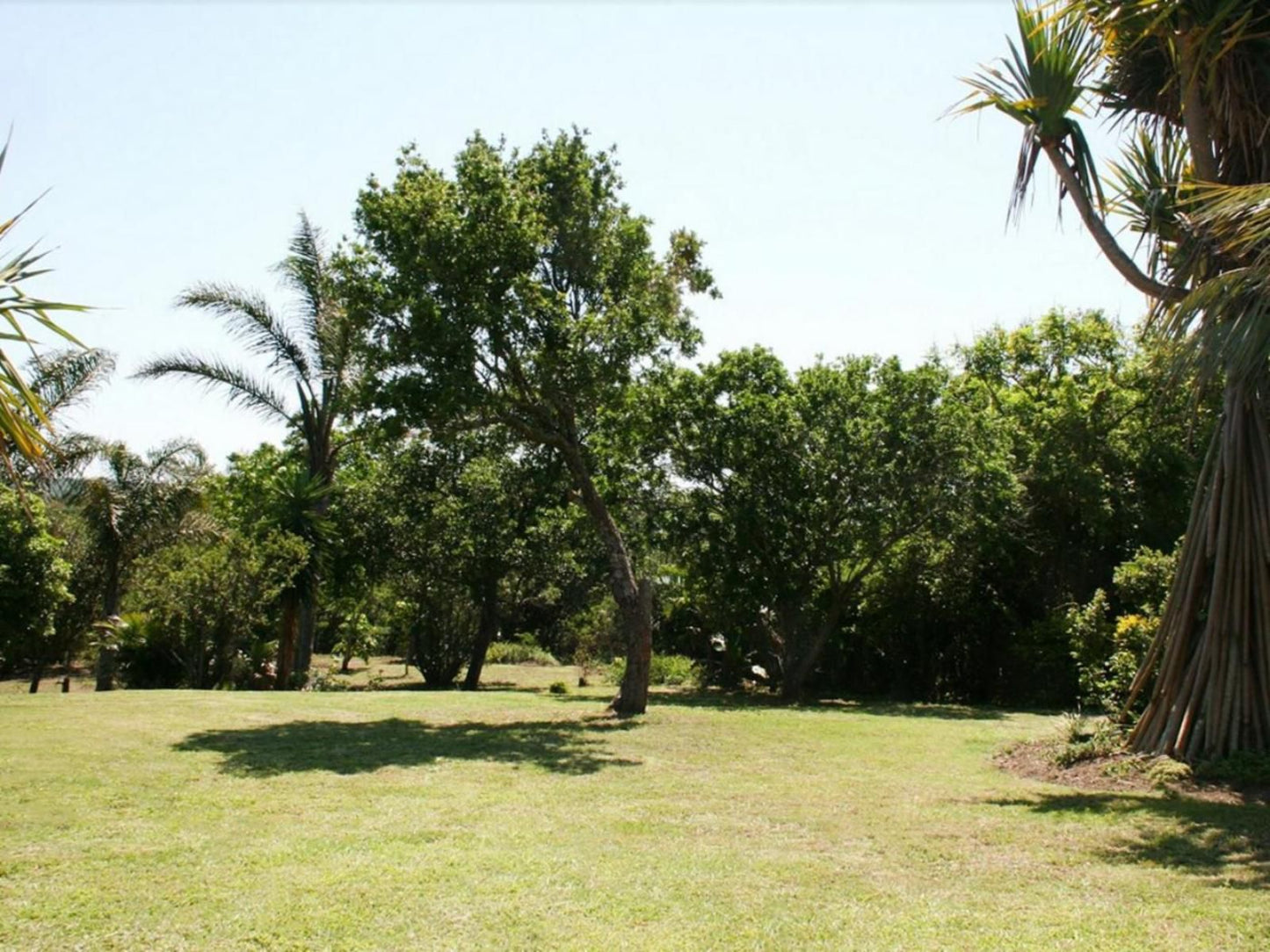 Summit Place Beacon Bay East London Eastern Cape South Africa Palm Tree, Plant, Nature, Wood, Tree