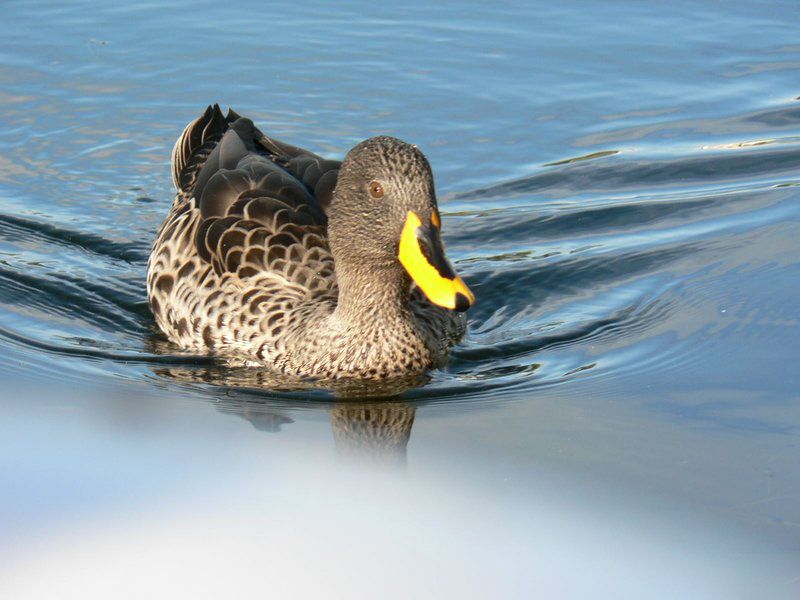 Sun Kissed Haven Marina Da Gama Cape Town Western Cape South Africa Duck, Bird, Animal