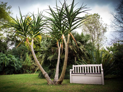 Sunbird Guest House Howick Kwazulu Natal South Africa Palm Tree, Plant, Nature, Wood, Tree, Garden