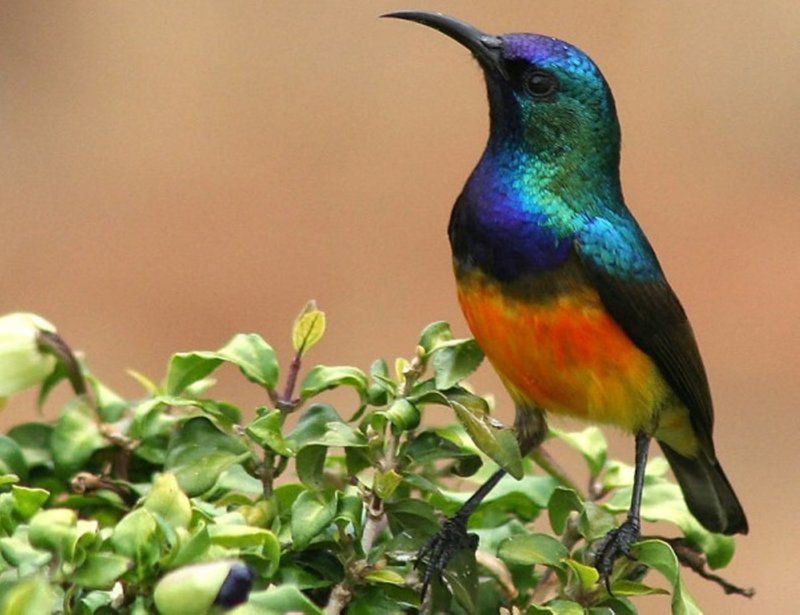 Sunbirds Nest Durbanville Hills Cape Town Western Cape South Africa Bird, Animal