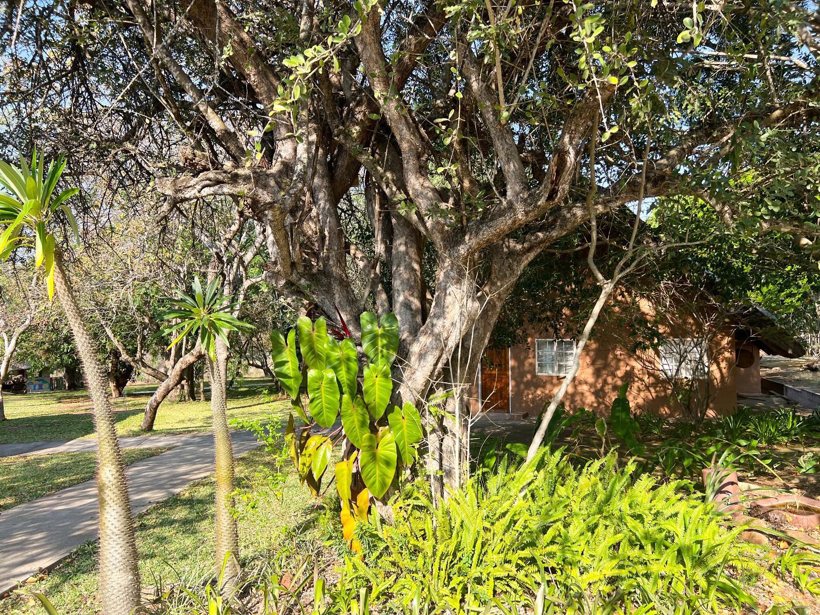 Sunbirds Oasis Lodge Thornybush Game Reserve Mpumalanga South Africa Palm Tree, Plant, Nature, Wood, Tree