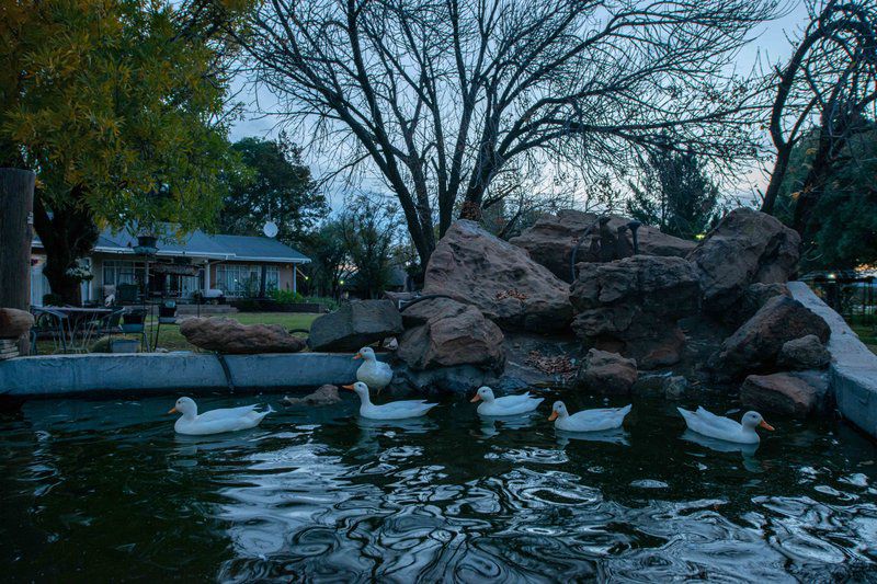 Sundown Lodge Aliwal North Eastern Cape South Africa River, Nature, Waters