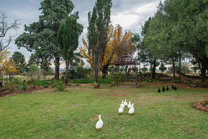 Sundown Lodge Aliwal North Eastern Cape South Africa Bird, Animal