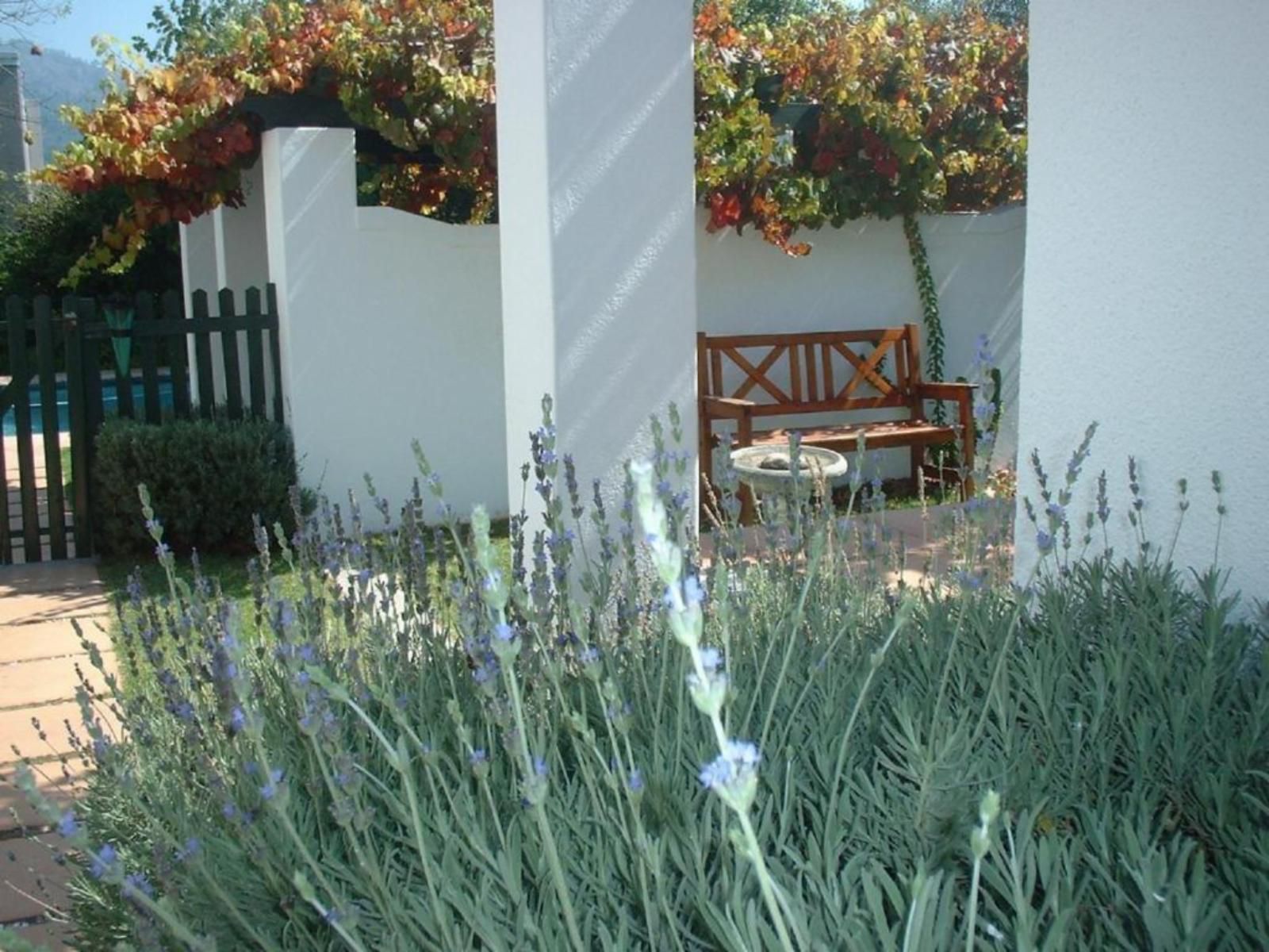 Sunny Lane Franschhoek Western Cape South Africa Plant, Nature, Garden