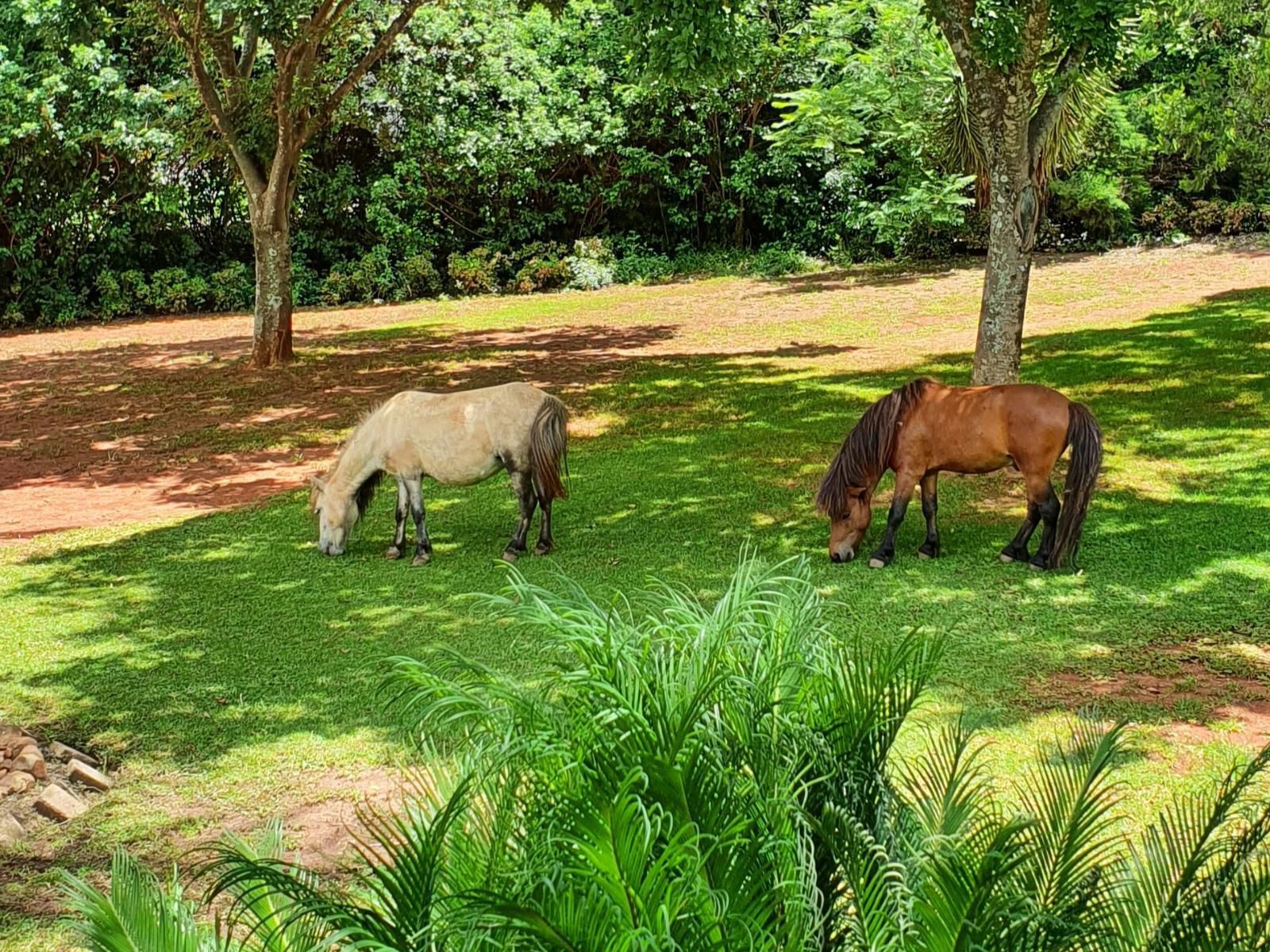 Sunrise Serenity Guest House Lydenburg Mpumalanga South Africa Colorful, Horse, Mammal, Animal, Herbivore, Garden, Nature, Plant