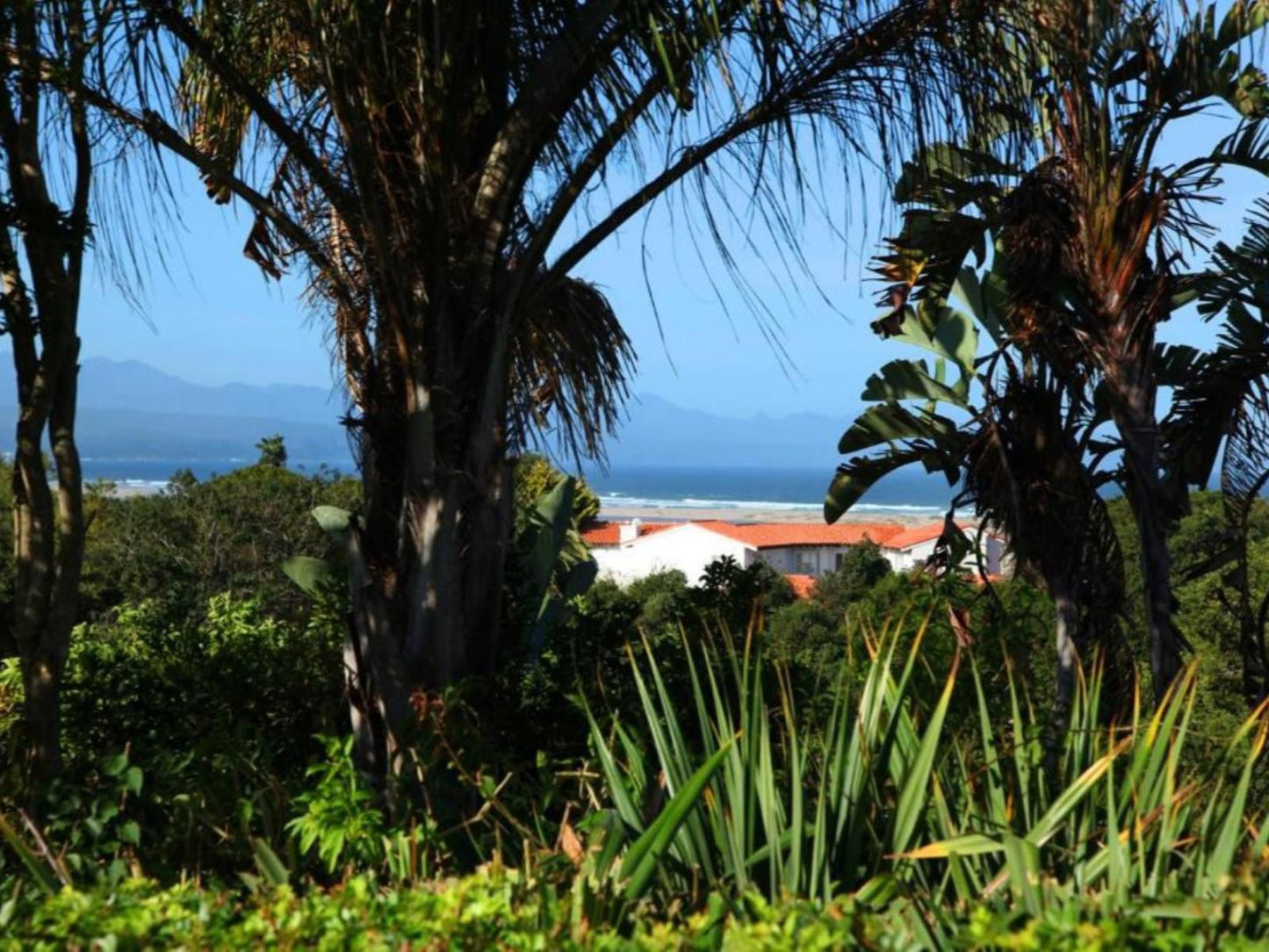 Sunrise Bay Self Catering Accommodation Plett Central Plettenberg Bay Western Cape South Africa Complementary Colors, Palm Tree, Plant, Nature, Wood