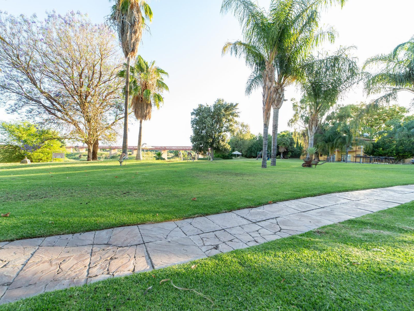 Sun River Kalahari Lodge Upington Northern Cape South Africa Palm Tree, Plant, Nature, Wood