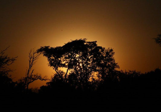 Sunset Private Game Lodge Mabalingwe Mabalingwe Nature Reserve Bela Bela Warmbaths Limpopo Province South Africa Silhouette, Sky, Nature, Tree, Plant, Wood, Sunset