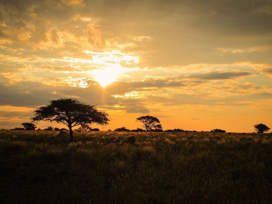 Sunset Private Reserve Douglas Northern Cape South Africa Sepia Tones, Sky, Nature, Lowland, Sunset