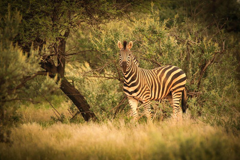 Sunset Private Reserve Douglas Northern Cape South Africa Sepia Tones, Zebra, Mammal, Animal, Herbivore