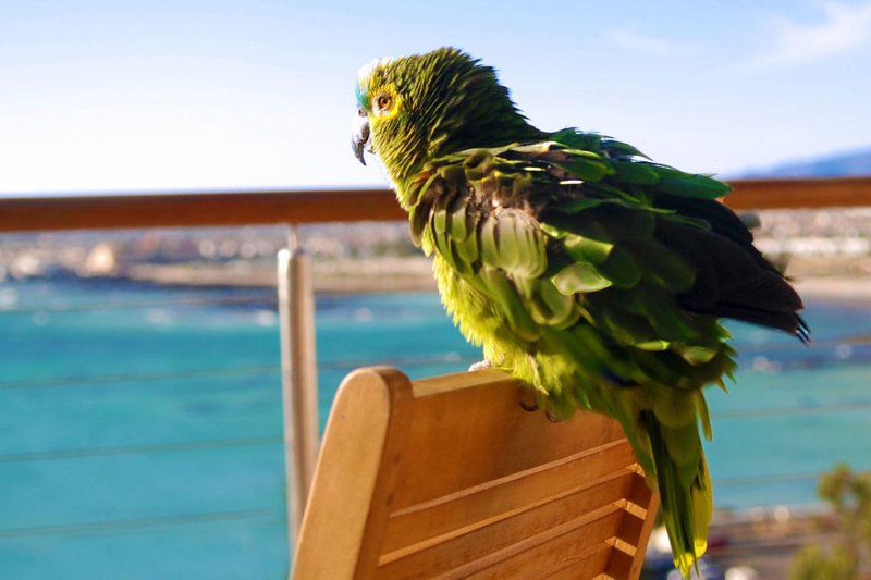 Sunset Cape Gordons Bay Western Cape South Africa Complementary Colors, Bird, Animal