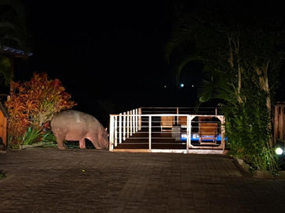 Sunset Lodge Log Cabins St Lucia Kwazulu Natal South Africa Animal