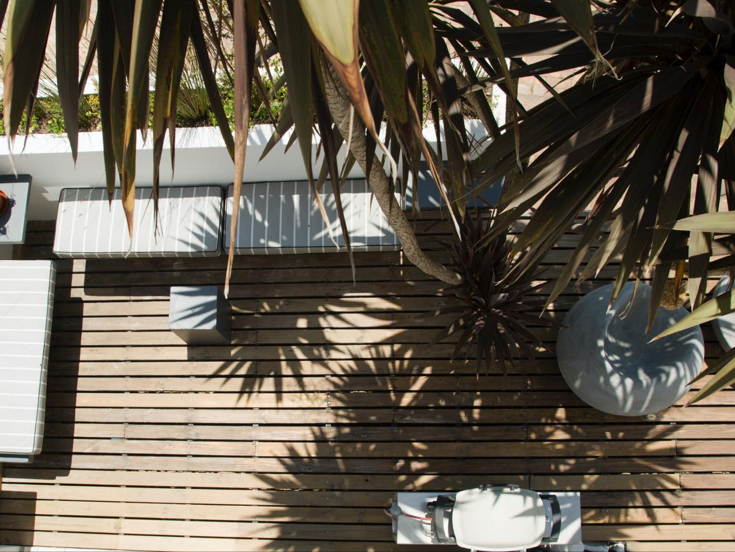 Sunshowers Plett Plettenberg Bay Western Cape South Africa Palm Tree, Plant, Nature, Wood